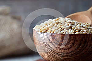 Barley grain Hordeum vulgare