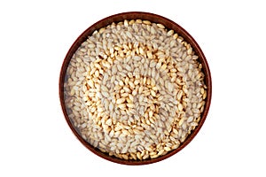 Barley grain Hordeum vulgare