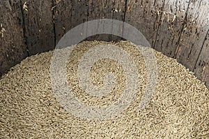 Barley grain in old barrel