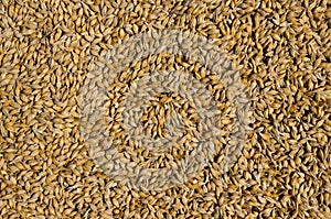 Barley grain. Product for beer production.