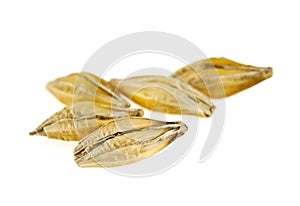 Barley grain seed on white background, close up