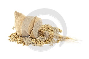 Barley grain seeds spilling from a jute sack over white