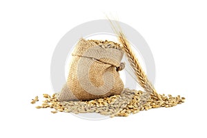 Barley grain seeds spilling from a jute sack over white