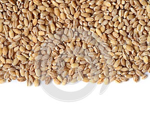 Barley grain seeds