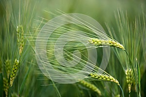 Barley grain is used for flour, barley bread, barley beer, some whiskeys, some vodkas, and animal fodder.