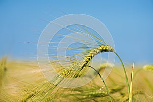 Barley grain is used for flour, barley bread, barley beer, some whiskeys, some vodkas, and animal fodder