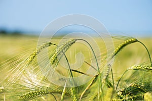 Barley grain is used for flour, barley bread, barley beer, some whiskeys, some vodkas, and animal fodder