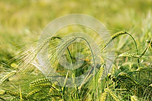 Barley grain is used for flour, barley bread, barley beer, some whiskeys, some vodkas, and animal fodder