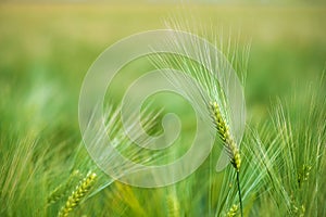 Barley grain is used for flour, barley bread, barley beer, some whiskeys, some vodkas, and animal fodder