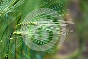 Barley grain is used for flour, barley bread, barley beer, some whiskeys, some vodkas, and animal fodder