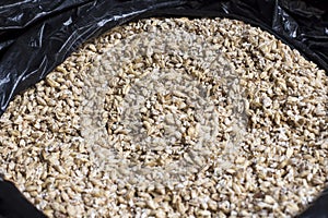 Barley grain. The view from the top. Product for beer production