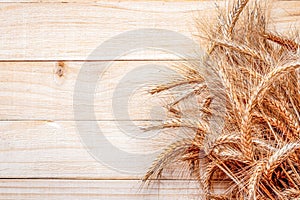 Barley grain. Whole, barley, harvest wheat sprouts. Wheat grain ear or rye spike plant on wooden texture or brown natural organic