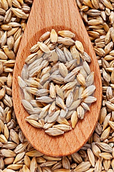 Barley grain in wooden spoon Hordeum background.