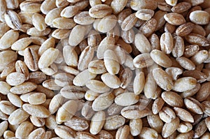 Barley grains