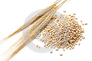 Barley with grains photo