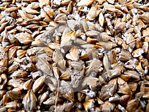 Barley Grains