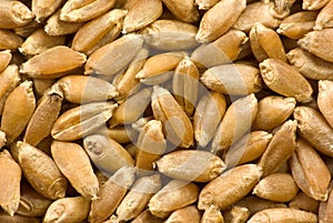 Barley grains