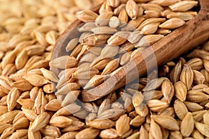 Barley grains