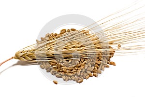 Barley grains and ear