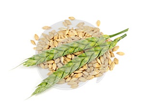 Barley Grains and Ears Isolated on White Background photo