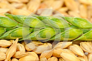 Barley Grains and Green Ear Macro