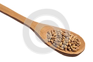 Barley. Grains over wooden spoon, isolated white background. photo