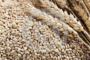Barley Grains and Stalks