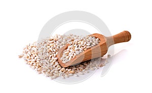 Barley Grains on white Background