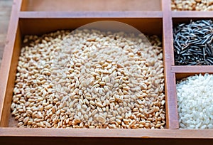 Barley grains in a wooden cell and rice white, black close-up selective focus