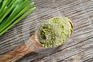 Barley grass powder with fresh barley grass plant on a wooden table