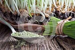 Barley grass powder on a spoon with freshly grown barley grass