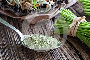 Barley grass powder on a spoon with freshly harvested blades