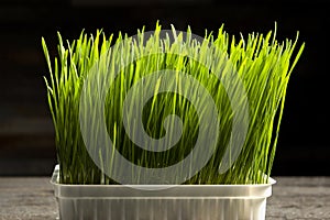 Barley grass. Sprouted barley grains in a container. Barley sprouts for food. The concept of diet, vegetarianism and