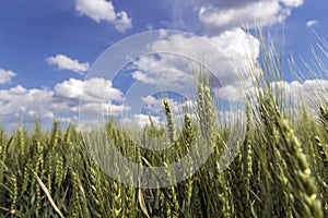 Barley Growing in Field Against Blue Sky with Clouds