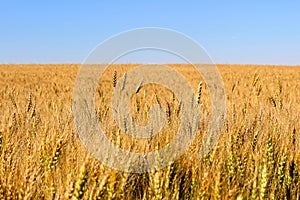 Barley heads stand out in a field of ripening grain