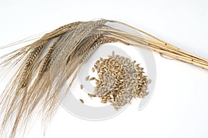Barley, Hordeum vulgare