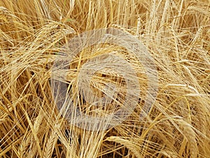 Barley, Hordeum vulgare