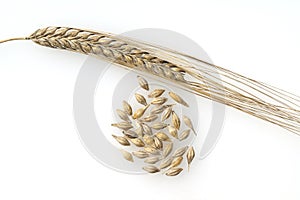 Barley, Hordeum vulgare