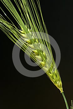 Barley, Hordeum vulgare