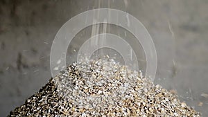 Barley hordeum vulgare
