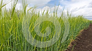 Barley hordeum vulgare