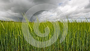 Barley hordeum vulgare