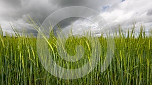 Barley hordeum vulgare