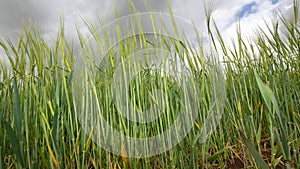 Barley hordeum vulgare