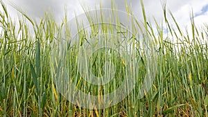 Barley hordeum vulgare