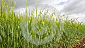 Barley hordeum vulgare