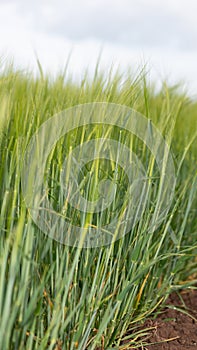 Barley hordeum vulgare