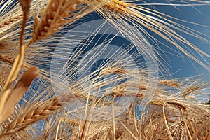 Barley (Hordeum Vulgare)