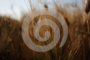 Barley (Hordeum vulgare)