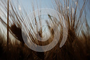 Barley (Hordeum vulgare)